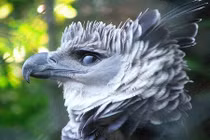 Loài chim "soái ca" đốn gục trái tim người yêu động vật 