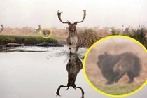 Thú vị chó cưng thân thiện, hươu sợ đến chạy rẽ nước 