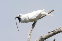 Kỳ quặc loài chim "ghi danh" âm thanh giao phối đỉnh cao, vượt ngưỡng...