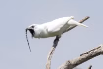 Kỳ quặc loài chim "ghi danh" âm thanh giao phối đỉnh cao, vượt ngưỡng...