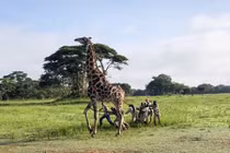 Hươu cao cổ mắc kẹt và đây là cách người ta cứu nó