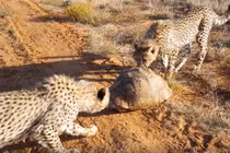 Rùa xảo quyệt bẫy báo đốm bằng cách gây bất ngờ