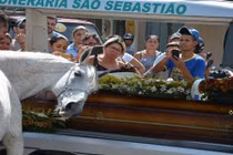 Cảm động ngựa trắng tinh khôn nói lời vĩnh biệt với chủ