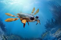 Sửng sốt chân dung loài cua cổ đại siêu đáng yêu