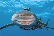 Ngoài lúc khát máu, cá mập còn bộ mặt không ngờ này