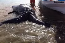 Quái vật biển hai đầu dạt vào bờ biển Mexico gây sốc 