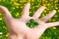 Liên tục tìm thấy cỏ 4 lá, người đàn ông nhận điều kỳ diệu