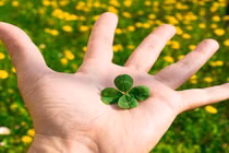 Liên tục tìm thấy cỏ 4 lá, người đàn ông nhận điều kỳ diệu