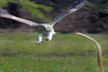 Rợn người xem rắn hổ mang và đại bàng "đánh đấm"