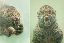 Rùng mình báo đốm giương nanh sắc lạnh, xé xác cá dưới nước 