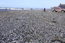 Cá mòi chết hàng loạt bất thường, tự lao vào bờ