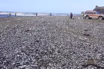 Cá mòi chết hàng loạt bất thường, tự lao vào bờ