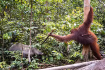 Đười ươi mẹ cầm gậy đánh lợn rừng bảo vệ con