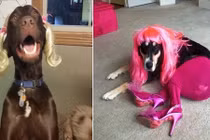 Chết cười khi thú cưng “xảy nhà ra chợ” 