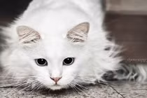 Mèo điếc chữa lành tâm hồn cho người mẹ mất con