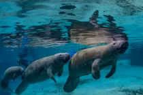 Khoảnh khắc đáng yêu của những “nàng tiên cá” tròn quay