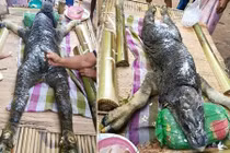 Kỳ dị quái vật nửa trâu nửa cá sấu ở Thái Lan