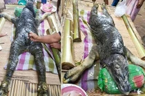 Kỳ dị quái vật nửa trâu nửa cá sấu ở Thái Lan