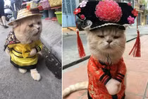 Gặp chú mèo “hoàng thượng” VN nổi tiếng thế giới 