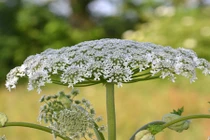 Loài hoa đẹp mê hoặc có thể gây mù mắt con người