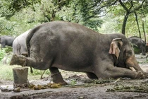 Rùng mình cảnh voi bị ngược đãi, huấn luyện dã man 