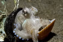 Kích thích 10 bí mật gây sốc về sinh vật đáy biển sâu