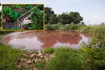 Kinh hoàng hồ máu ở Mexico kích thích 300 cá sấu