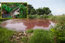 Kinh hoàng hồ máu ở Mexico kích thích 300 cá sấu