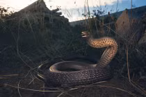 Đang lái xe, "đứng tim" thấy rắn độc nhất TG ngoe nguẩy dưới ghế 