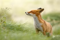 Cận cảnh cuộc sống hạnh phúc của cáo hoang dã 