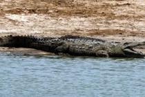 Thấy cá sấu tấn công bạn, bé 10 tuổi ra đòn hiểm hạ "quái vật"...