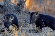 Ngộ nghĩnh những trò hề đáng yêu của đàn linh cẩu con