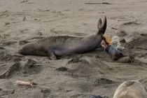 Tận mục khoảnh khắc hải cẩu sinh con kịch tính