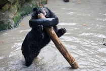 Gấu đen quằn quại, vật vã vì kẹt đầu vào bánh xe