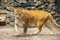 Sự thật xót xa phía sau quái vật lai sư tử và hổ