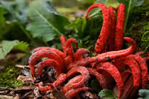 Cận cảnh loài nấm những ngón tay của quỷ mùi xác thối 