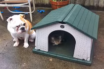 Những hình ảnh chứng minh chó là nô lệ của mèo 