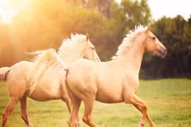 Khám phá bất ngờ về loài ngựa gây "sốc toàn tập"