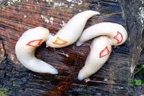 Loài sên tam giác đỏ kỳ lạ nhất thế giới 