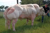 Những "quái vật" bò cơ bắp dữ tợn, gây khiếp hãi