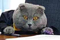 Mèo đánh bại người giữ chức giám đốc truyền thông