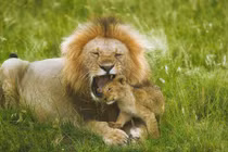 Ấn tượng những khoảnh khắc "độc" của động vật hoang dã (3)