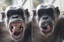 Bực bội nhiếp ảnh gia, tinh tinh quyết làm mặt xấu