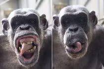 Bực bội nhiếp ảnh gia, tinh tinh quyết làm mặt xấu