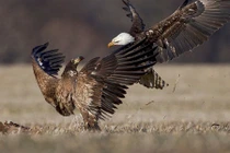 Kịch chiến đại bàng hói tranh cướp xác hươu