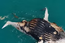 Cận cảnh cá sấu và cá mập chia sẻ đại tiệc xác cá voi 