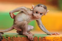 Ảnh động vật ấn tượng: Khi động vật bị hói (2)