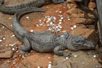 Cá sấu bầm dập vì bị du khách ném tiền xu cầu may 