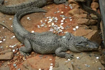 Cá sấu bầm dập vì bị du khách ném tiền xu cầu may 