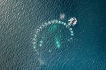 Cá voi thông minh biết giăng bẫy trên biển để câu cá 